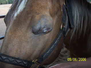 56 Cindy Eye 3 Day 33.JPG (1151020 bytes)